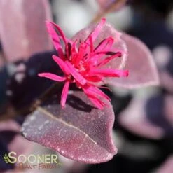 EVER RED LOROPETALUM 6 EVER RED LOROPETALUM -My Verdora Sales Store DETA3 1605