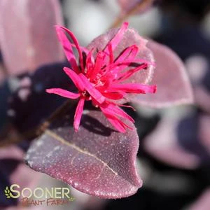 EVER RED LOROPETALUM 3 EVER RED LOROPETALUM - Image 3