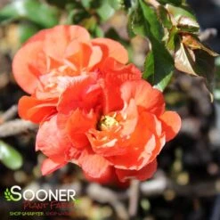 DOUBLE TAKE® ORANGE STORM QUINCE -My Verdora Sales Store DETA3 2020
