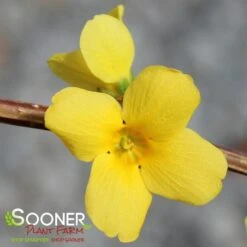 SHOW OFF® FORSYTHIA -My Verdora Sales Store DETA3 2068