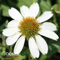POW WOW® WHITE CONEFLOWER 5 POW WOW® WHITE CONEFLOWER -My Verdora Sales Store DETA3 2501