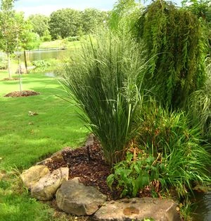 NORTHWIND SWITCH GRASS 1 NORTHWIND SWITCH GRASS