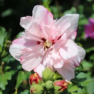 PEPPERMINT SMOOTHIE™ ALTHEA 2 PEPPERMINT SMOOTHIE™ ALTHEA - Image 2