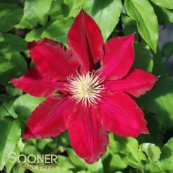 REBECCA™ CLEMATIS -My Verdora Sales Store DETA3 2854