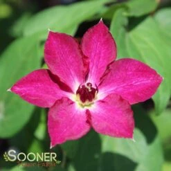 VIVA POLONIA CLEMATIS -My Verdora Sales Store DETA3 3350