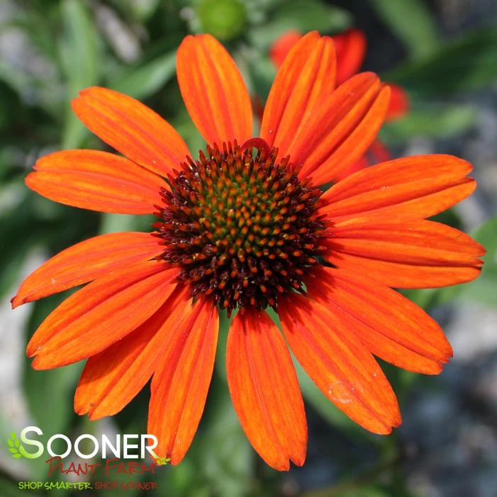 KISMET® INTENSE ORANGE CONEFLOWER 2 KISMET® INTENSE ORANGE CONEFLOWER - Image 2