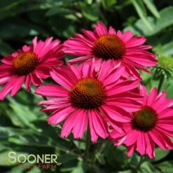 KISMET® RASPBERRY CONEFLOWER -My Verdora Sales Store DETA3 3571