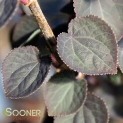 RED FOX KATSURA TREE -My Verdora Sales Store DETA3 3756