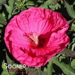 SUMMER IN PARADISE HARDY HIBISCUS 5 SUMMER IN PARADISE HARDY HIBISCUS -My Verdora Sales Store DETA3 3774