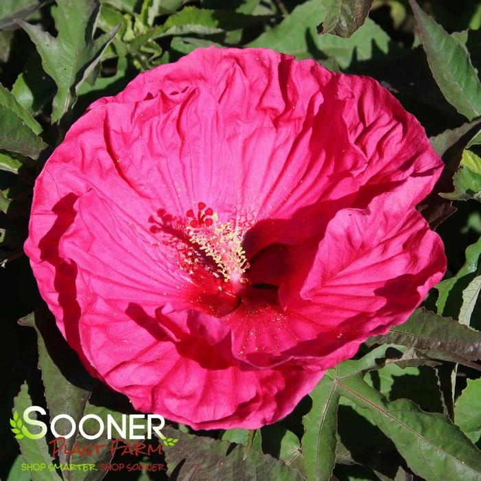 SUMMER IN PARADISE HARDY HIBISCUS 3 SUMMER IN PARADISE HARDY HIBISCUS - Image 3