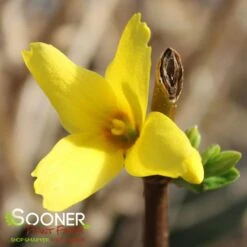 My Verdora Sales Store 20 FLYING MACHINE® FORSYTHIA