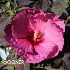 SUMMERIFIC® BERRY AWESOME HARDY HIBISCUS -My Verdora Sales Store DETA3 3899