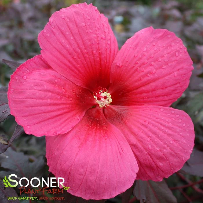 CAROUSEL® PINK PASSION HARDY HIBISCUS 1 CAROUSEL® PINK PASSION HARDY HIBISCUS