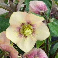 HONEYMOON® SANDY SHORES LENTEN ROSE -My Verdora Sales Store DETA3 4477