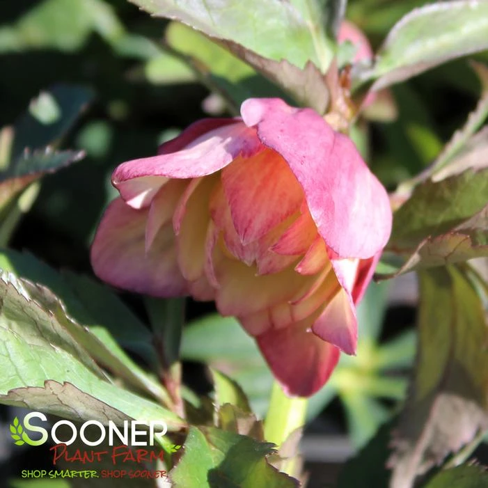 WEDDING PARTY® MOTHER OF THE BRIDE LENTEN ROSE 2 WEDDING PARTY® MOTHER OF THE BRIDE LENTEN ROSE - Image 2