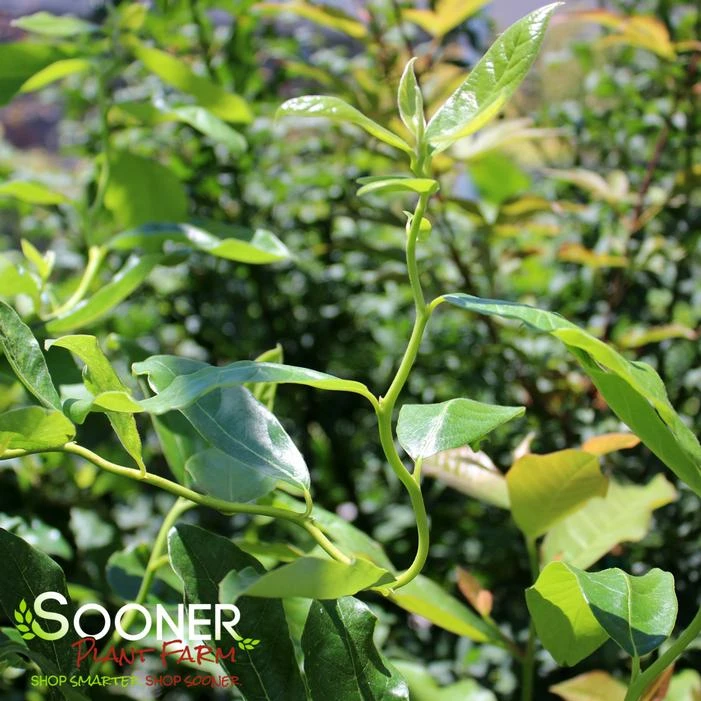 ZYDECO TWIST BLACKGUM 2 ZYDECO TWIST BLACKGUM - Image 2