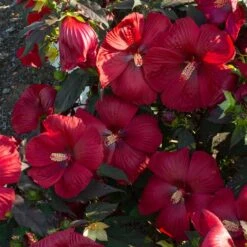 HEAD OVER HEELS® DESIRE™ HARDY HIBISCUS -My Verdora Sales Store DETA3 5134