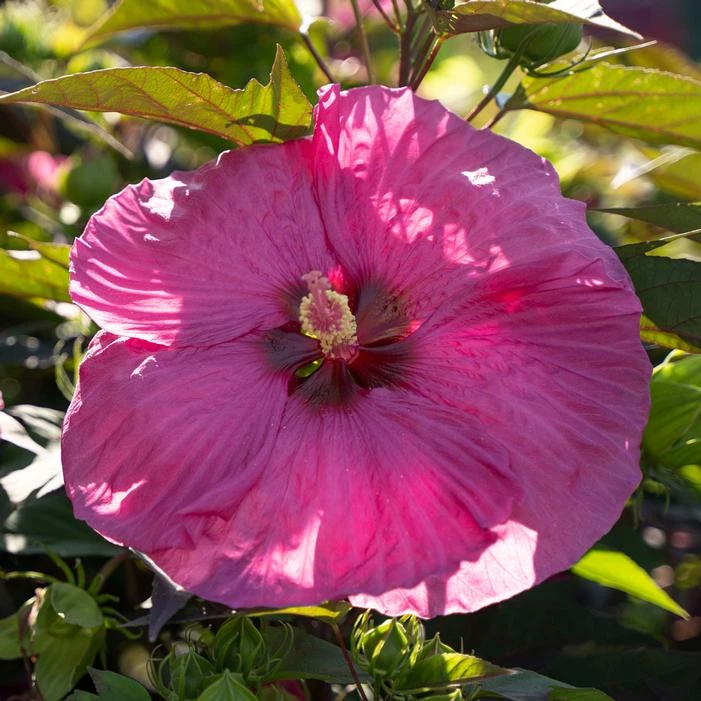 HEAD OVER HEELS® PASSION™ HARDY HIBISCUS 2 HEAD OVER HEELS® PASSION™ HARDY HIBISCUS - Image 2