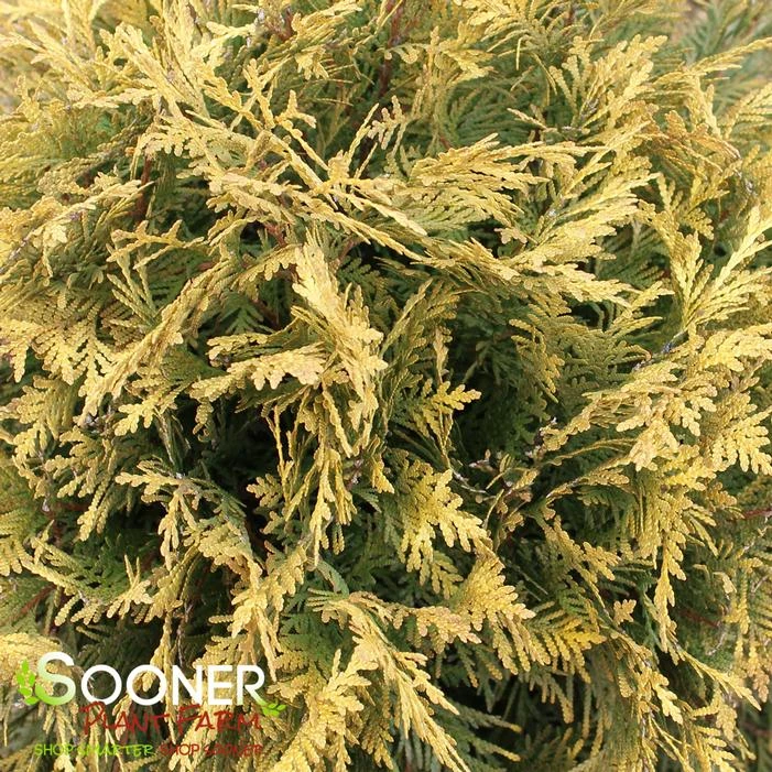 GOLDEN GLOBE ARBORVITAE 3 GOLDEN GLOBE ARBORVITAE - Image 3
