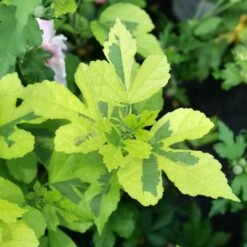 PARAPLU ADORNED™ ALTHEA 5 PARAPLU ADORNED™ ALTHEA -My Verdora Sales Store DETA3 5270