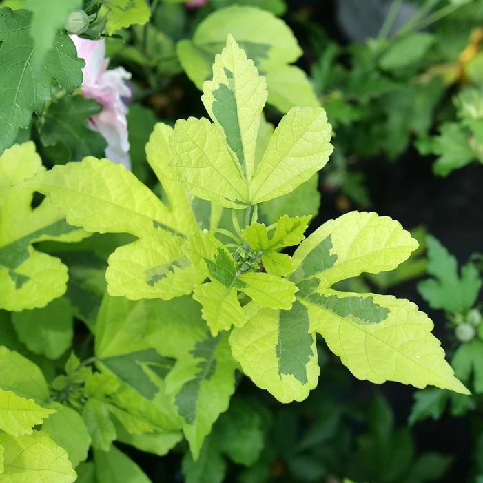 PARAPLU ADORNED™ ALTHEA 3 PARAPLU ADORNED™ ALTHEA - Image 3