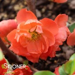 O YASHIMA FLOWERING QUINCE -My Verdora Sales Store DETA3 5271