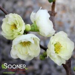 CHOJURAKU FLOWERING QUINCE -My Verdora Sales Store DETA3 5272
