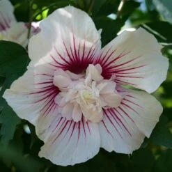 STARBLAST CHIFFON™ ALTHEA -My Verdora Sales Store DETA3 5276