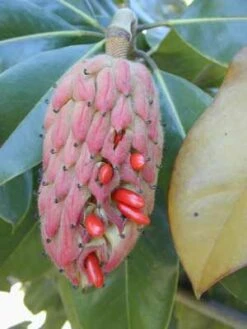 SOUTHERN MAGNOLIA -My Verdora Sales Store DETA3 53