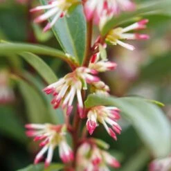 SWEET & LO™ SWEET BOX -My Verdora Sales Store DETA3 5302