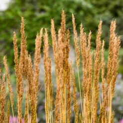 GOLDEN SUNSET® INDIAN GRASS -My Verdora Sales Store DETA3 5325