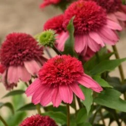 DOUBLE DIPPED™ WATERMELON SUGAR CONEFLOWER 5 DOUBLE DIPPED™ WATERMELON SUGAR CONEFLOWER -My Verdora Sales Store DETA3 5371