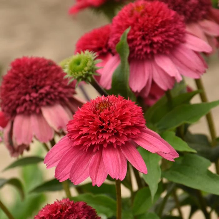 DOUBLE DIPPED™ WATERMELON SUGAR CONEFLOWER 3 DOUBLE DIPPED™ WATERMELON SUGAR CONEFLOWER - Image 3