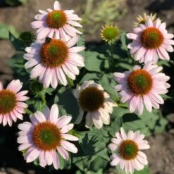 BUTTERFLY™ PINK SKIPPER CONEFLOWER -My Verdora Sales Store DETA3 5444