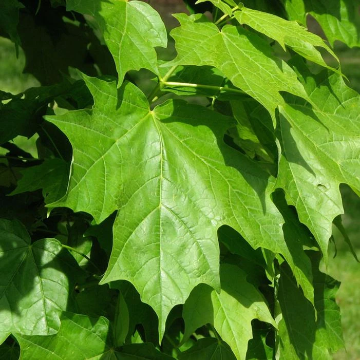 SUGAR CONE SUGAR MAPLE 2 SUGAR CONE SUGAR MAPLE - Image 2