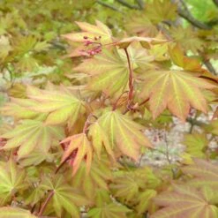 MORNING STARBURST™ VINE MAPLE -My Verdora Sales Store DETA3 5478