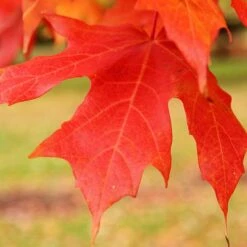 My Verdora Sales Store 7 LEGACY® SUGAR MAPLE