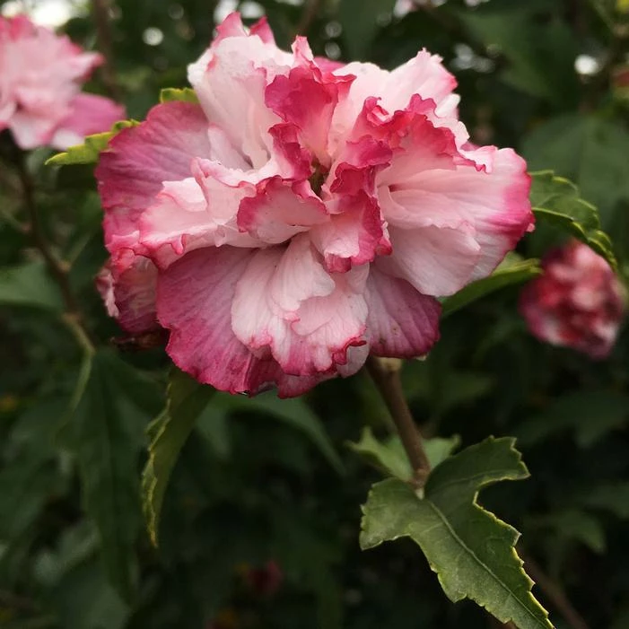 DANICA ALTHEA 1 DANICA ALTHEA