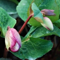 FROSTKISS® GLENDA'S GLOSS LENTEN ROSE -My Verdora Sales Store DETA3 5571