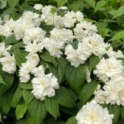 ILLUMINATI SPICE™ MOCKORANGE -My Verdora Sales Store DETA3 5740