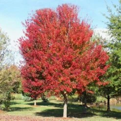 OCTOBER GLORY® RED MAPLE -My Verdora Sales Store DETA3 66