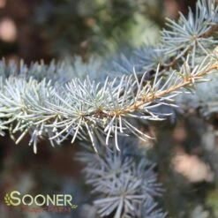 BLUE ATLAS CEDAR -My Verdora Sales Store DETA3 662