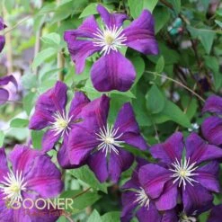 WARSAW NIKE CLEMATIS -My Verdora Sales Store DETA3 823