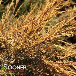 SAYBROOK GOLD® JUNIPER -My Verdora Sales Store DETA3 877