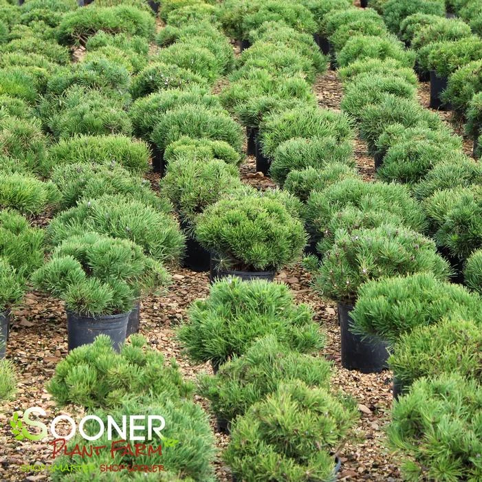 DWARF MUGO PINE 2 DWARF MUGO PINE - Image 2