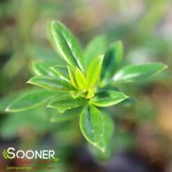 WINTER JASMINE -My Verdora Sales Store DETA3 992