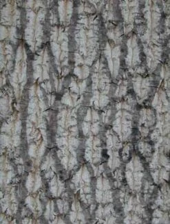 TULIP TREE -My Verdora Sales Store DETA4 109