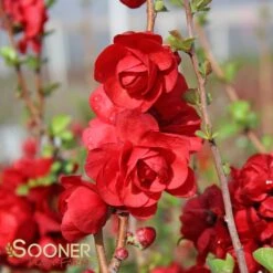 DOUBLE TAKE® SCARLET STORM QUINCE -My Verdora Sales Store DETA4 2022