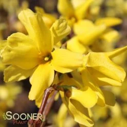 SHOWY BORDER™ FORSYTHIA -My Verdora Sales Store DETA4 2069