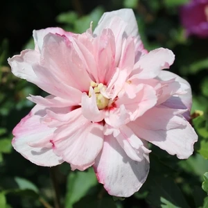 PEPPERMINT SMOOTHIE™ ALTHEA 1 PEPPERMINT SMOOTHIE™ ALTHEA